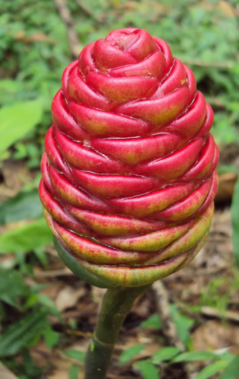 Zingiber Zerumbet Shampoo/Pinecone Ginger Plant