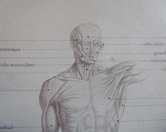 Antique Muscular system / Muscles of the HUman Body Prints Across 3 Pages French Original Medical Diagram / Chart