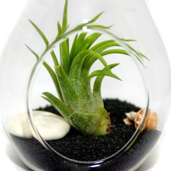 Air Plant Beach in a Teardrop Terrarium Black Sand 30 Day