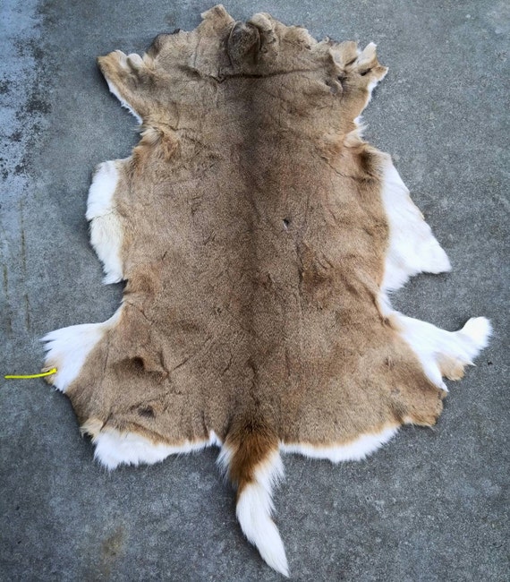 Tanned Whitetail Deer Pelt