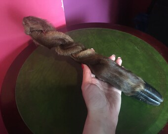 Vintage Taxidermy Platted Deer Leg and Hoof