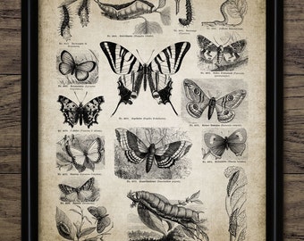 Vintage Butterfly Print - Antique German Encyclopedia Bookplate Illustration - Entomology Digital Art - Single Print #390 - INSTANT DOWNLOAD