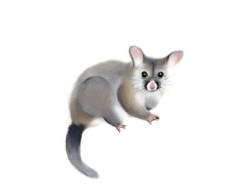 What Is a Possum Clip Art