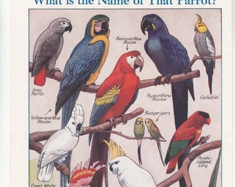 C1920s Color Print Of Variety Of Parrots 7.5" X 10 3/4"