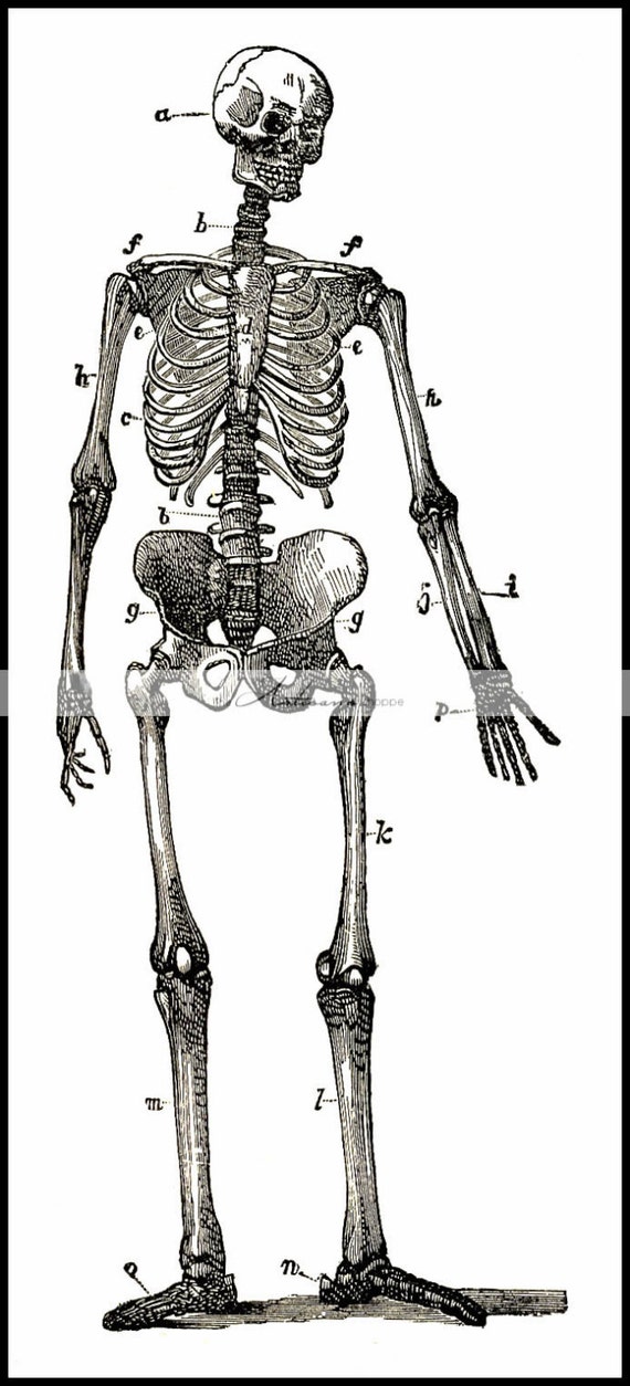 Digital Download Printable Skeleton Diagram Illustration