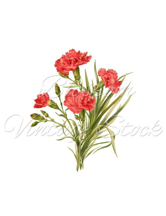 Carnation Pink Flowers Clipart Botanical Flower Digital
