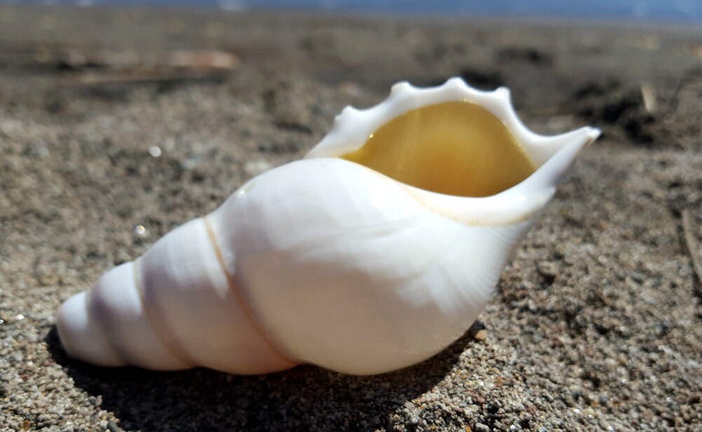 Smoking Pipe Pipe Shell Pipe Seashell Pipe Tibia