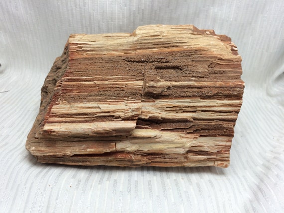 Large 6 Lb Texas Petrified Wood Specimen With By Thebeadmusetx