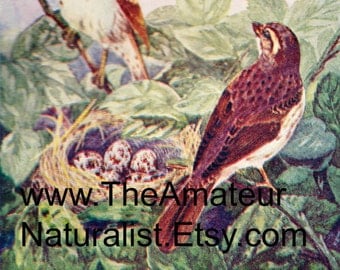 1902 Vintage Illustration, Birds and Nest with Eggs, Antique Print, Digital Download