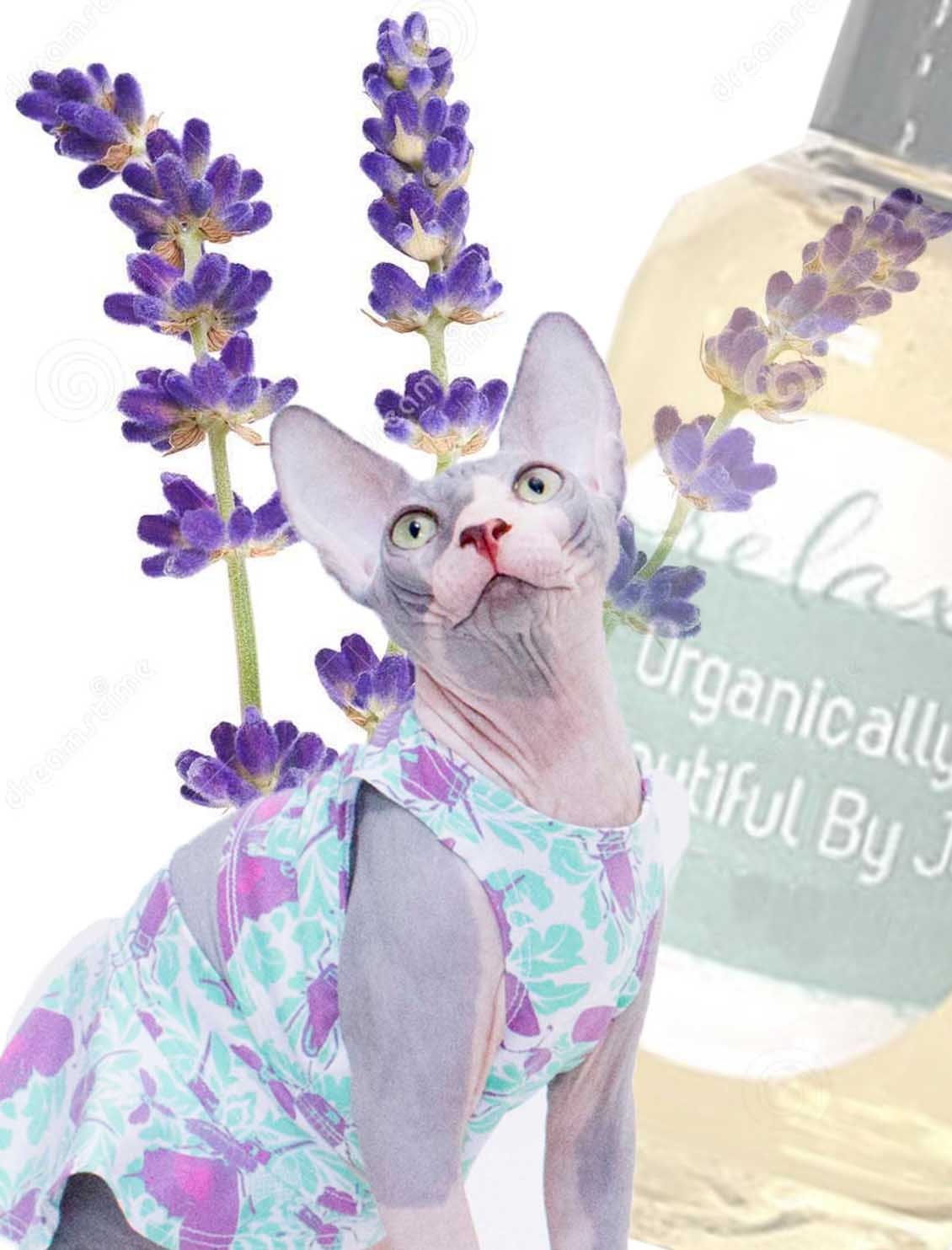 Sphynx Cat Spa Sphynx Cat Bath Safe Hydrolyzed Lavender