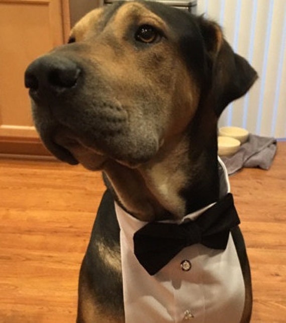 Dog Tuxedo Shirt/Formal Attire by digginitdesigns on Etsy