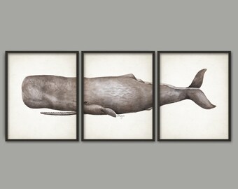 Sperm Whale Watercolor Art Poster Set Of 3 - Toothed Whale Art Print - Sperm Whale Triptych - Sperm Whale Wall Art - Marine Biology (AB396)
