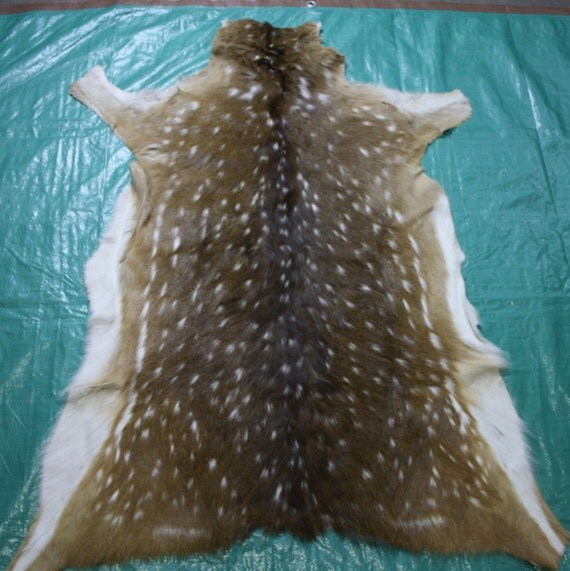 Axis deer Hide from Argentina axis deer rug Size 45 X