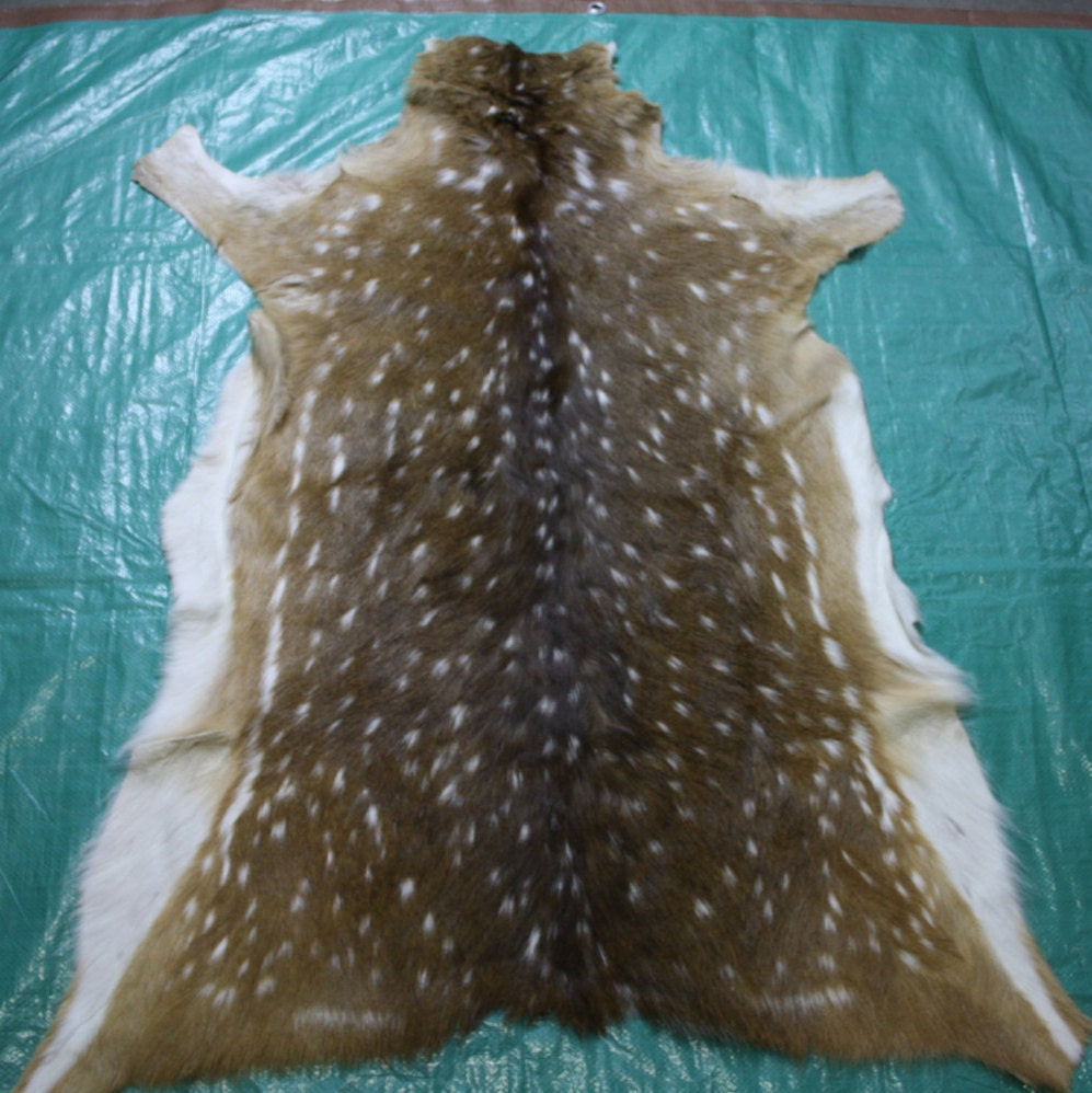Axis deer Hide from Argentina axis deer rug Size by Cowhidesusa
