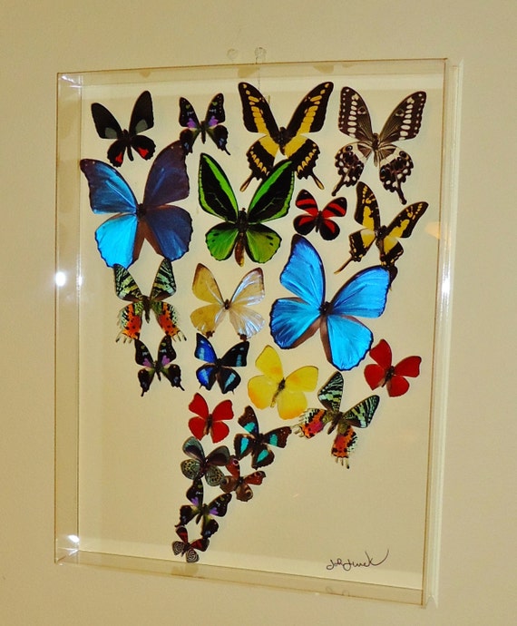 15x20 Butterfly display mounted butterflies