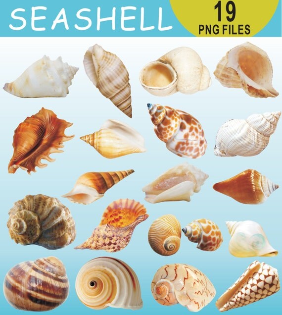 Seashell Clipart, Under the Sea Shells Clipart, Seashell Clip Art