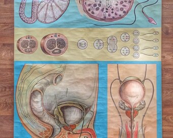 German medical wallchart of male reproductive organs circa 1973 by Hagemann of Dusseldorf