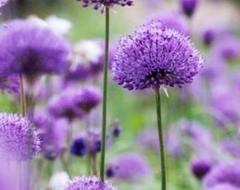50 Purple Chive Seeds Ezo Onions Allium Schoenoprasum Organic Vegetables