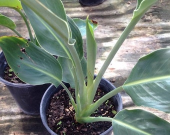 1 Live Well Rooted Draft Bird Of Paradise Plant -12 To 16 Inches Tall -m74