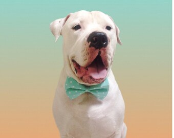 Turquoise polka dot Dog Bow Tie plaid / summer 2016 Men turquoise bow tie / handmade bow tie / polka dots bow tie / white polka dots bow tie
