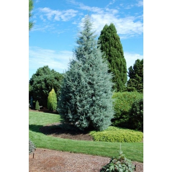 Blue Ice Arizona Cypress Tree Evergreen Tree Conifer