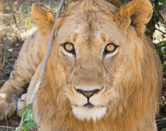 Portrait of A Lion, Kenya, Africa. Canvas Print.
