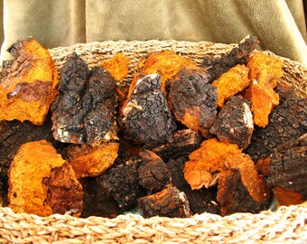 900 grams 1 lbs Inonotus obliquus CHAGA Mushroom Chunks Organic Wild Harvested