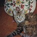 Heidis Mittens