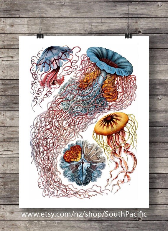 Jellyfish Vintage scientific illustration Jellyfish