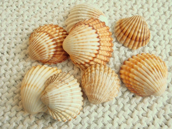 8 Large Pendant Size Ridged Scallop Shells (SH58) Mediterranean sea ...