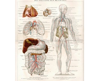1894 BLOOD CIRCULATION SYSTEM original antique anatomy lithograph print - blood circulation