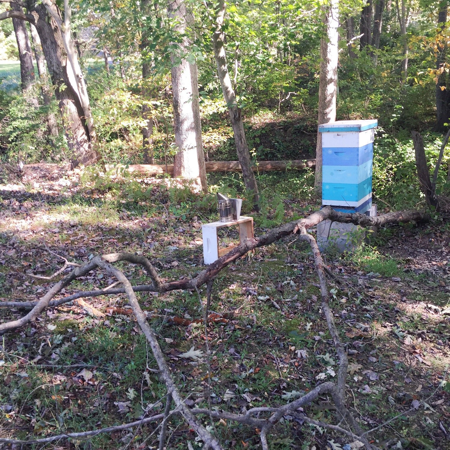Downed Branch