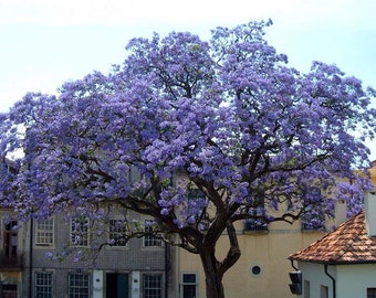 The World's Fastest Growing Tree Seeds - Royal Empress, Paulownia Princess Tree, 100 Tree Seeds