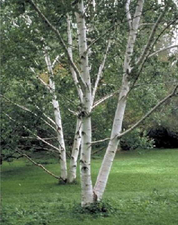 paper-birch-tree-seeds-betula-papyrifera-25-seeds