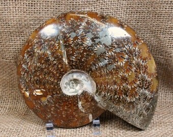 Ammonite Fossil - 6.1 inches - Item 73885