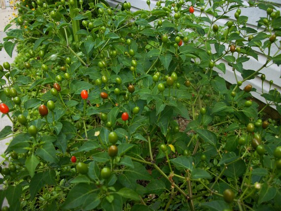 chiltepin birds eye bird pepper wild chili heirloom pepper chiltepin birds eye bird pepper wild chili heirloom pepper