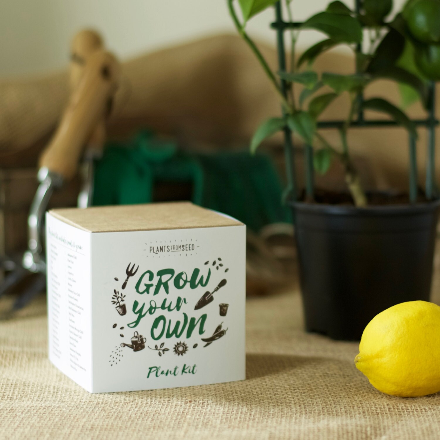 Grow Your Own Lemon Tree Plant Kit by PlantsFromSeed on Etsy