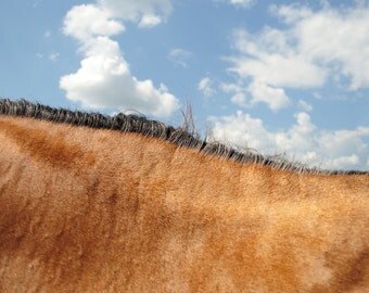 Buckskin Neck