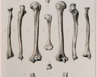 Skeleton Arms 