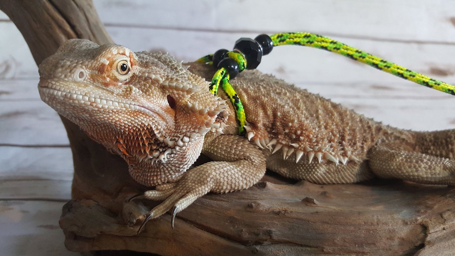 REPTILE LEASH ADJUSTABLE Leash harness Adjustable to fit any