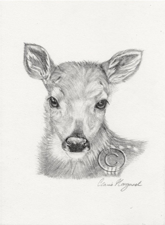 Fawn OPHEANA the ROE FAWN Pencil Drawing by DeerstoneStudios