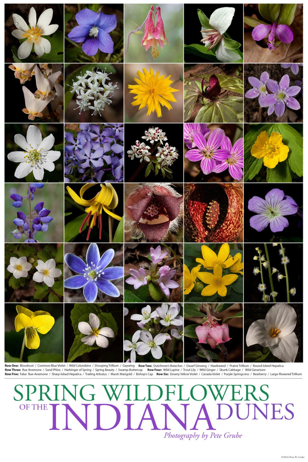 Spring Wildflowers of the Indiana Dunes Poster