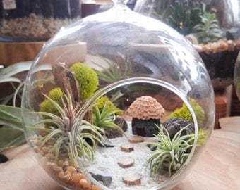 Air Plant Terrarium Kit by Midnight Blossom - DIY Miniature landscape Featuring a Handmade Hut, 3 Air Plants, Driftwood, Lichens and More