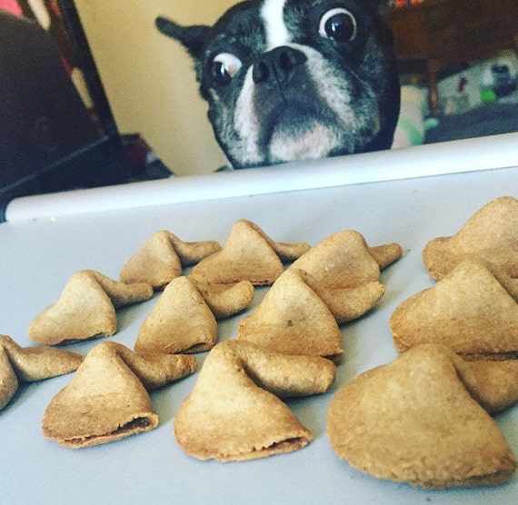 Large Doggy Fortune Cookies Peanut Butter Dog Treats
