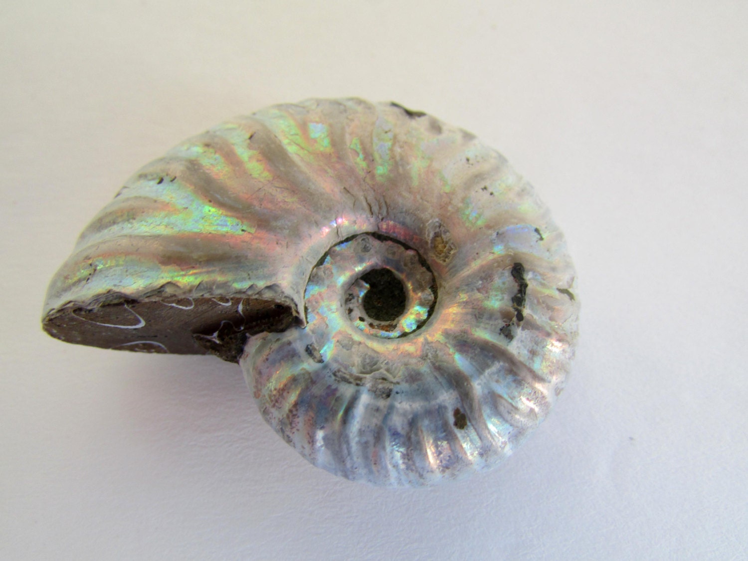 opalized ammonite fossil opalized ammonite fossil