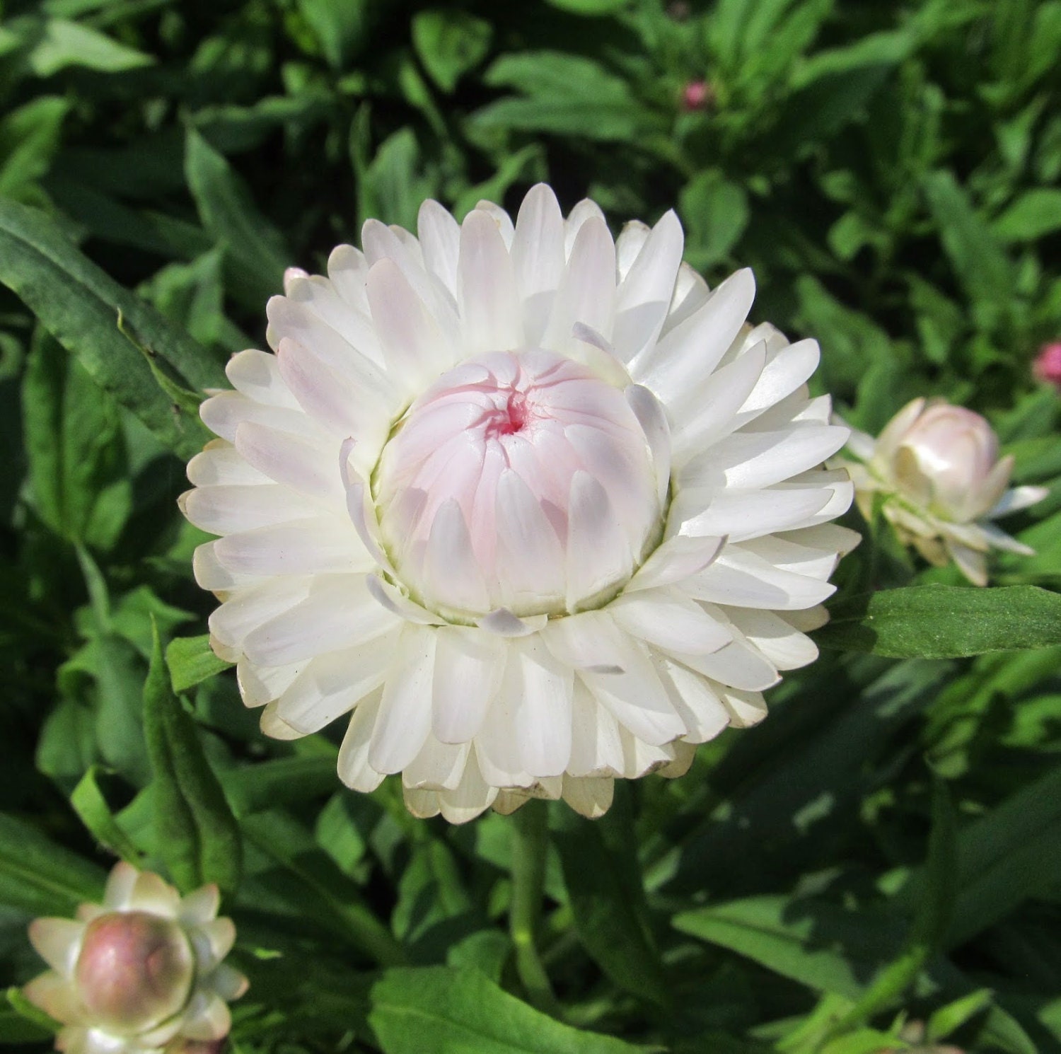 Rare Strawflower Silver White Flower 50 seeds UK SELLER