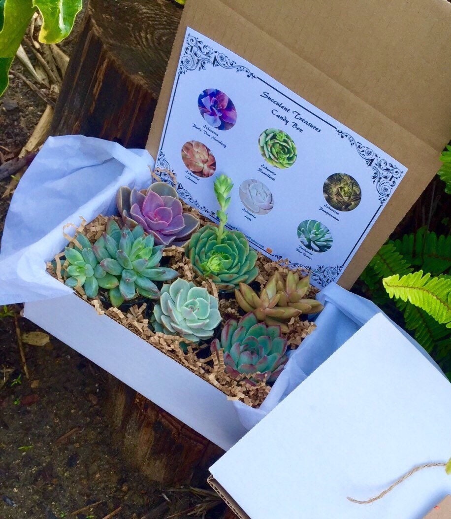 Succulent Treasures Gift Box. Half Dozen Assorted Premium