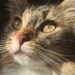 Britt Kitty McKean