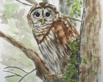 stuffed barred owl