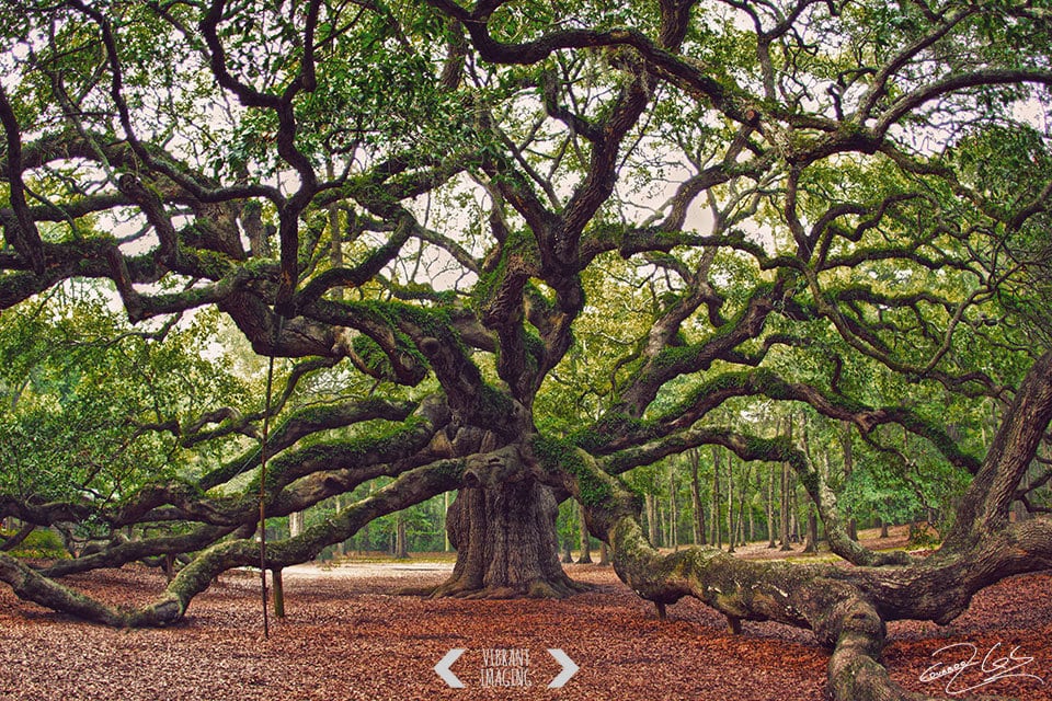 Angel Oak Tree Print Charleston Photography by VibrantImaging